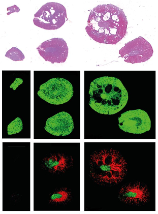 kidney tissue sections